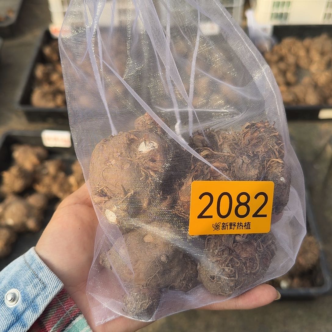 天***龙完全开放2082胡椒，热辣小姐，糖果，白恋裸球不售后