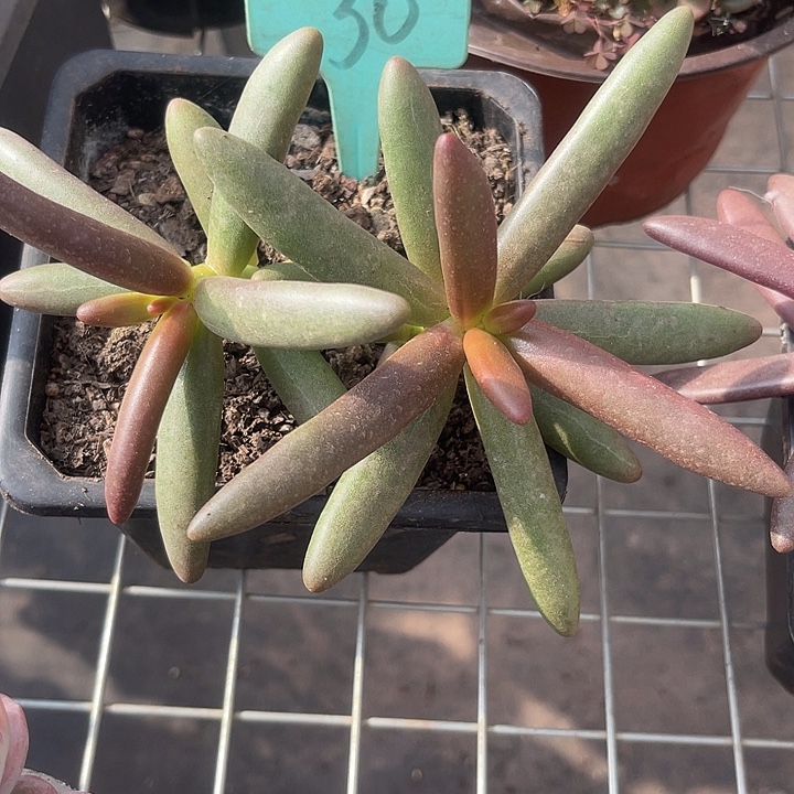 两单包邮，一物一拍30椰子树