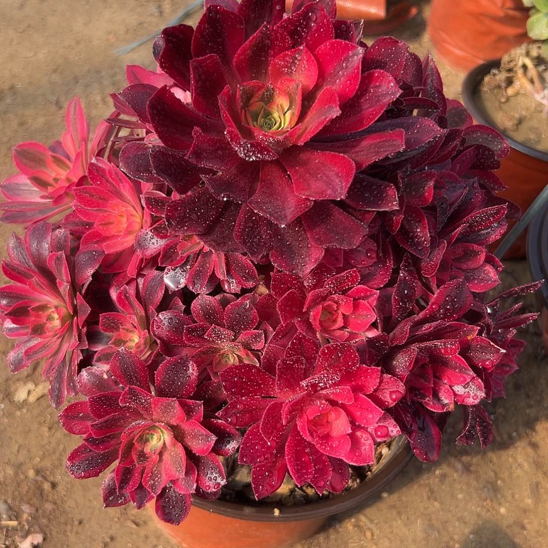 多肉植物美杜莎老庄