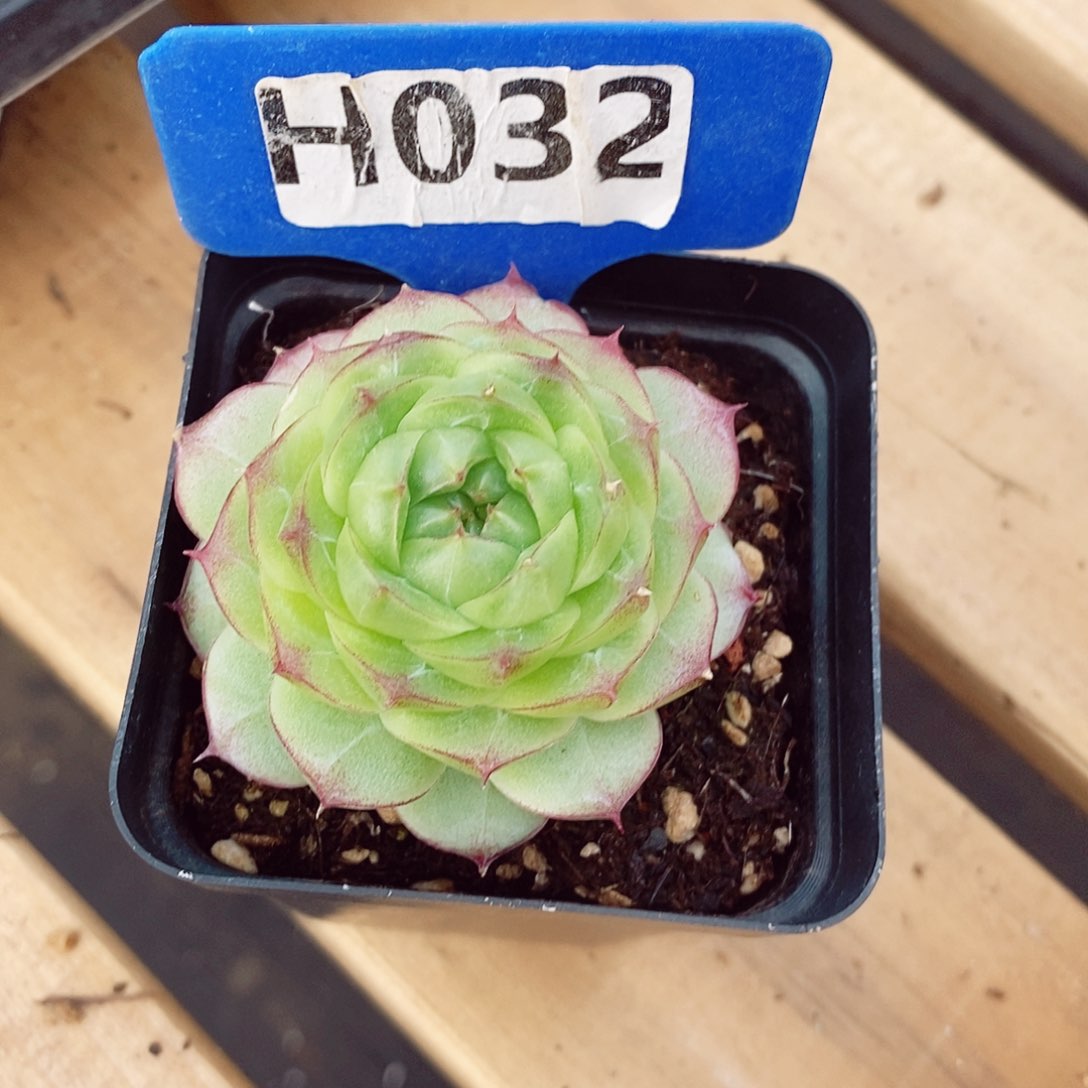 Ꭽ****女王珍妮5-6cm多肉植物