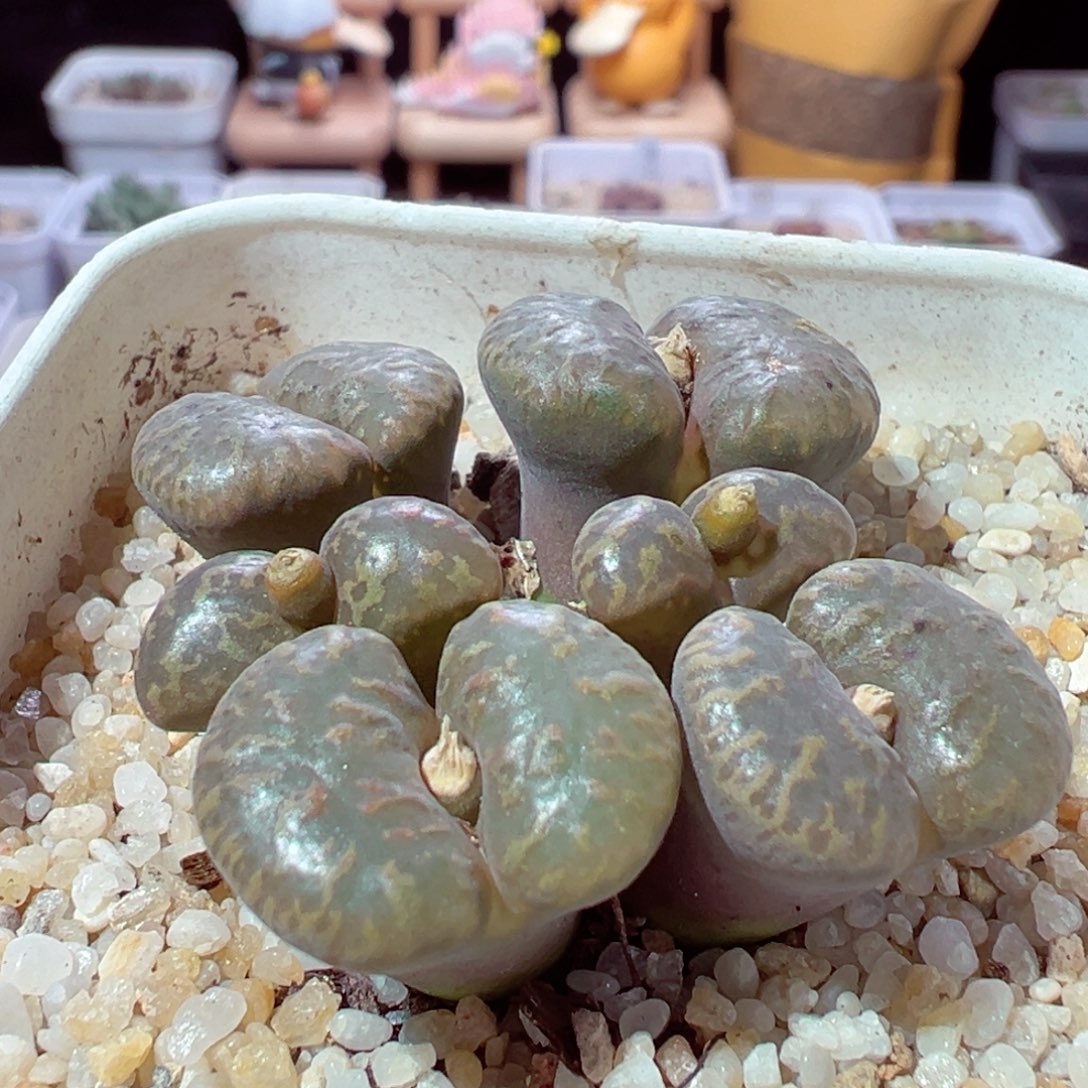 1218-715多肉多日