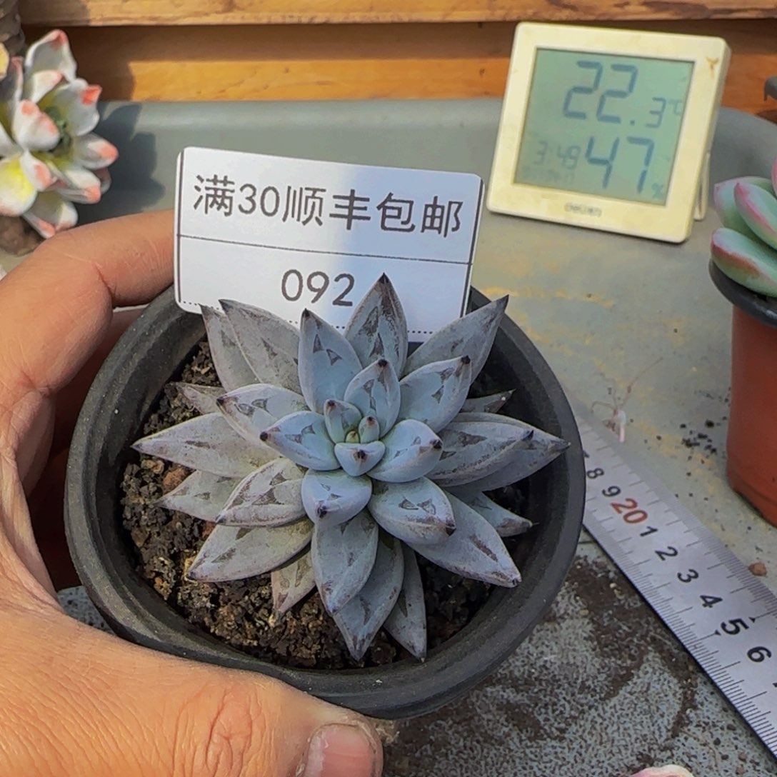 092魔爪多肉单头6cm