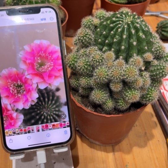 露露金刚复色6公分左右带仔