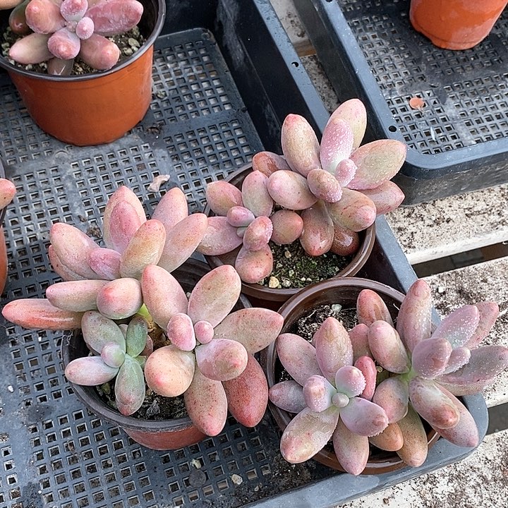直播间一组3颗短胖糖果