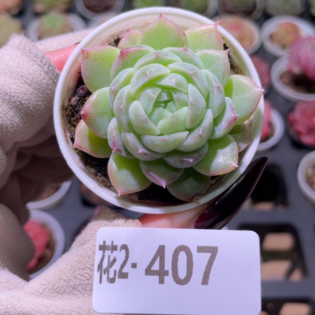 花利美2-407新品单头