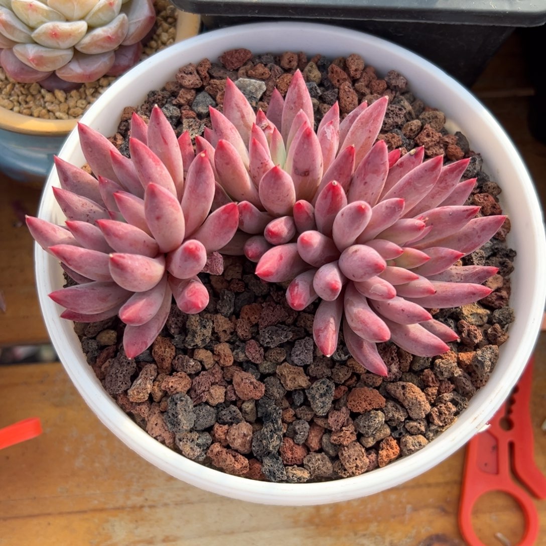 多肉虞美人【非偏远地区满18包邮】