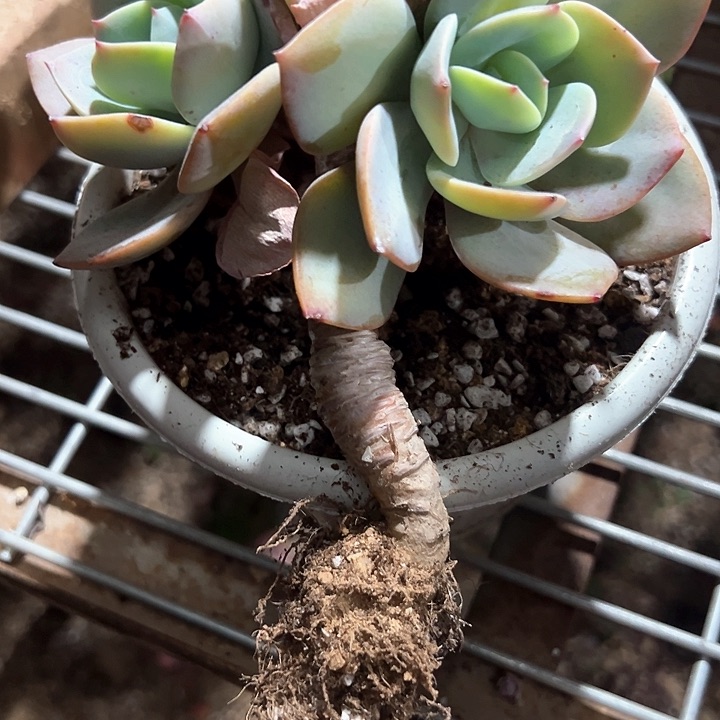 ᨳ****一物一拍多肉白凤