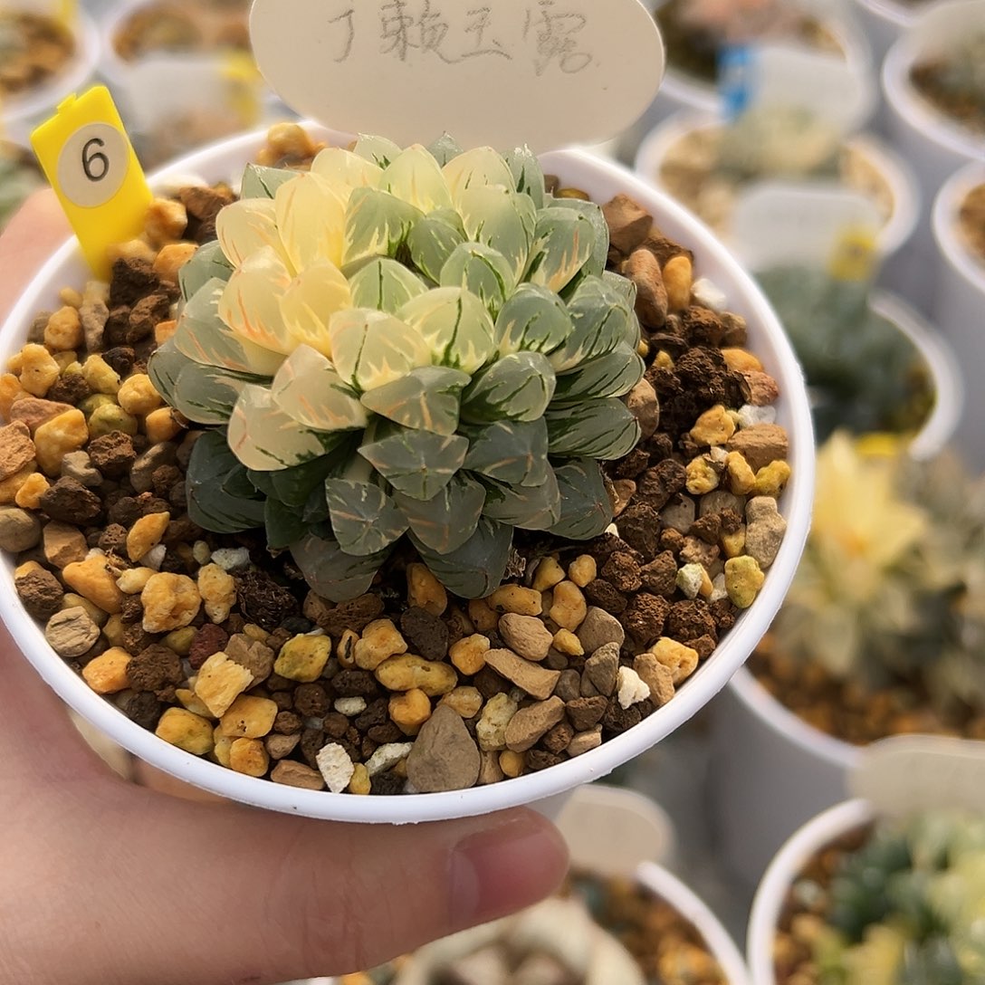 海***堂广赖玉露锦11111111111