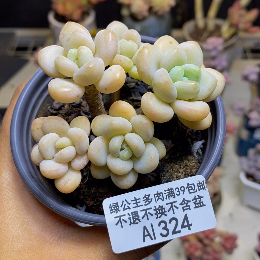 324白奶糖多肉5c m