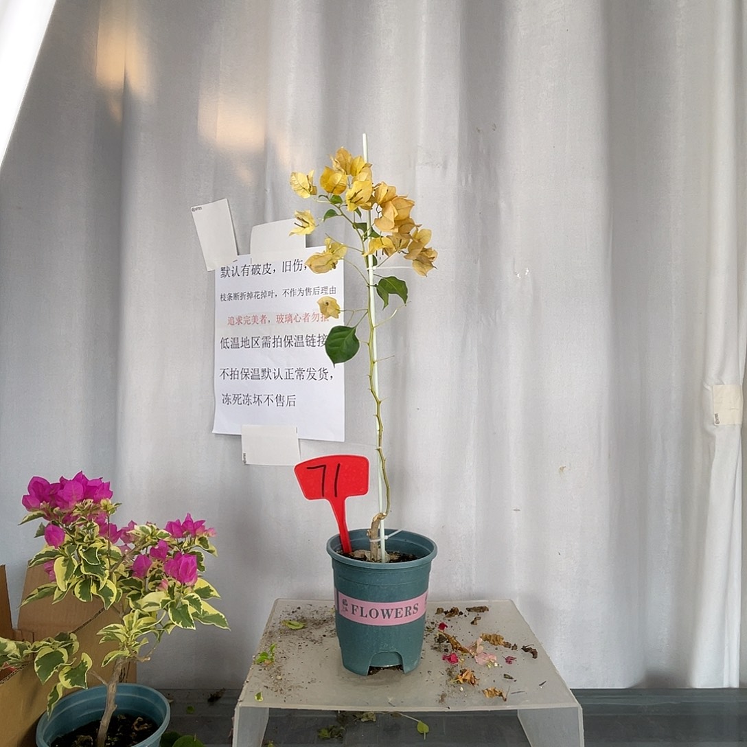 大部分开放少量花苞71暗斑柠檬黄盆苗