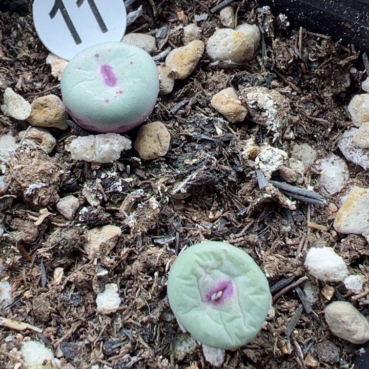 11号整盒1111111111111