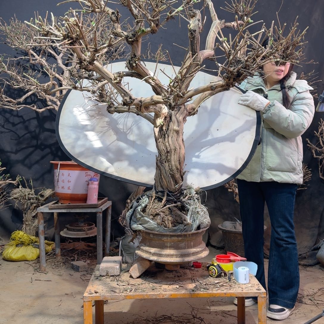 永***3金银花金银花金银花