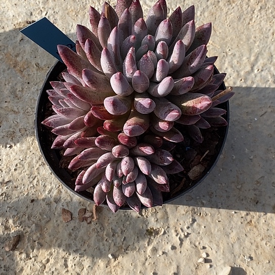 镇****店1363多肉植物老桩