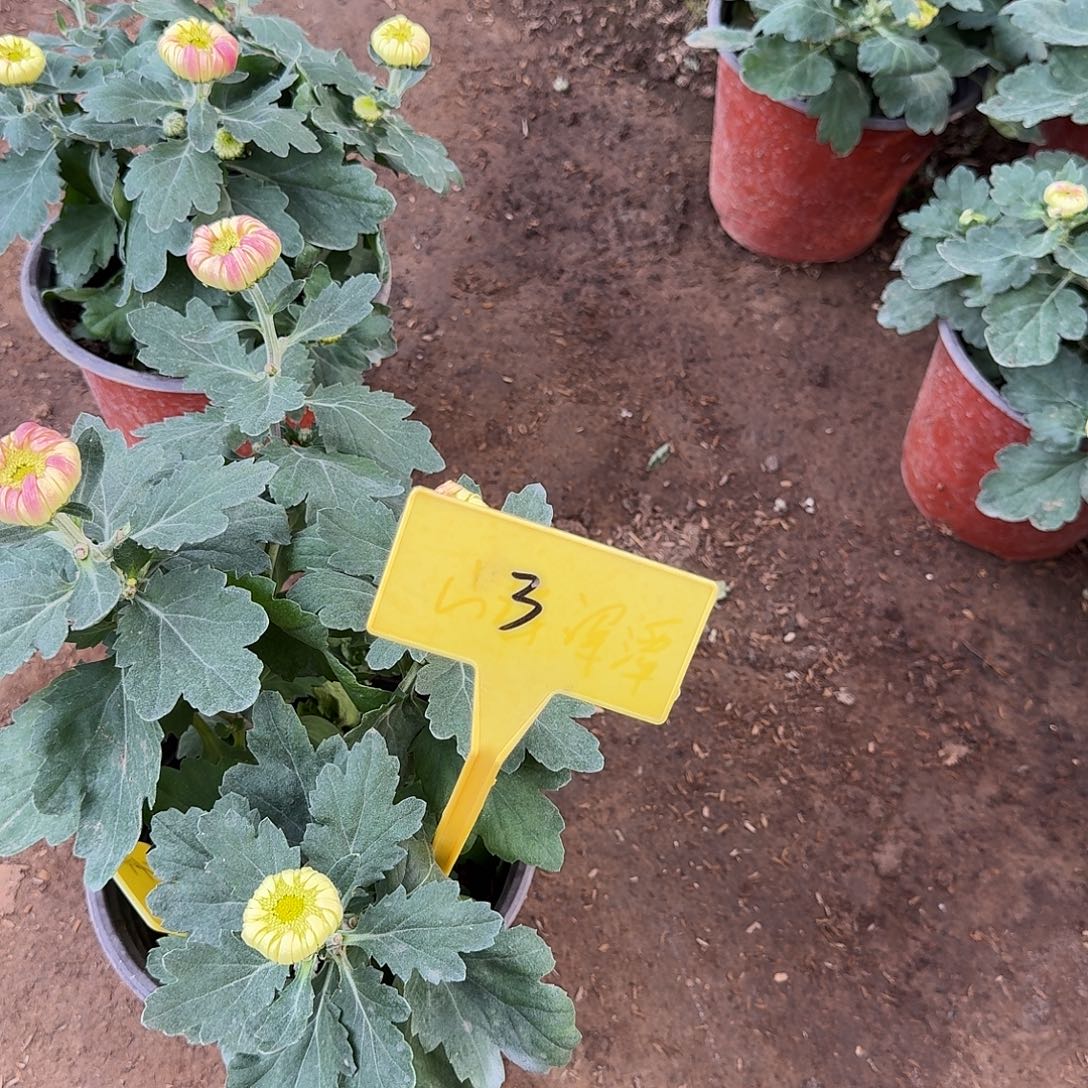 大部分花苞少量开放3