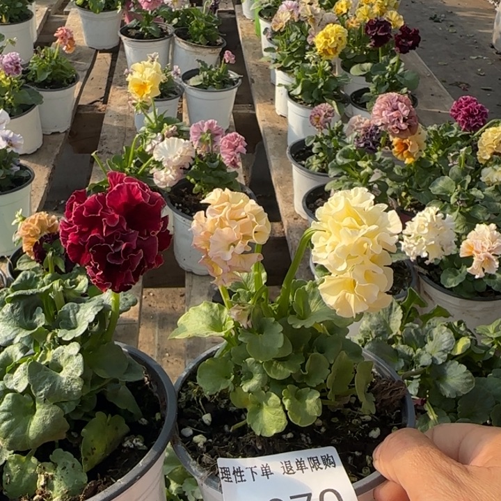 喃***球无花朵L870两棵小苗默认苗晃零下5勿拍