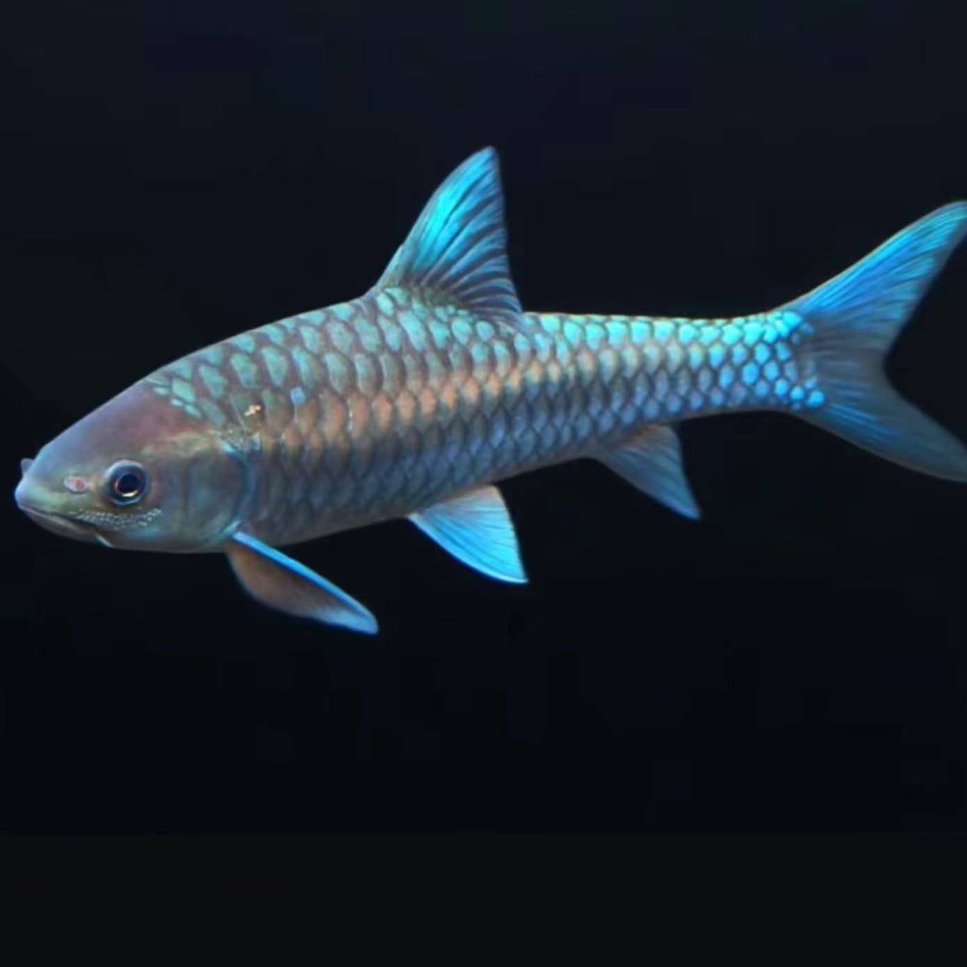 观赏鱼价格竞拍链接（售后需开箱视频）慧