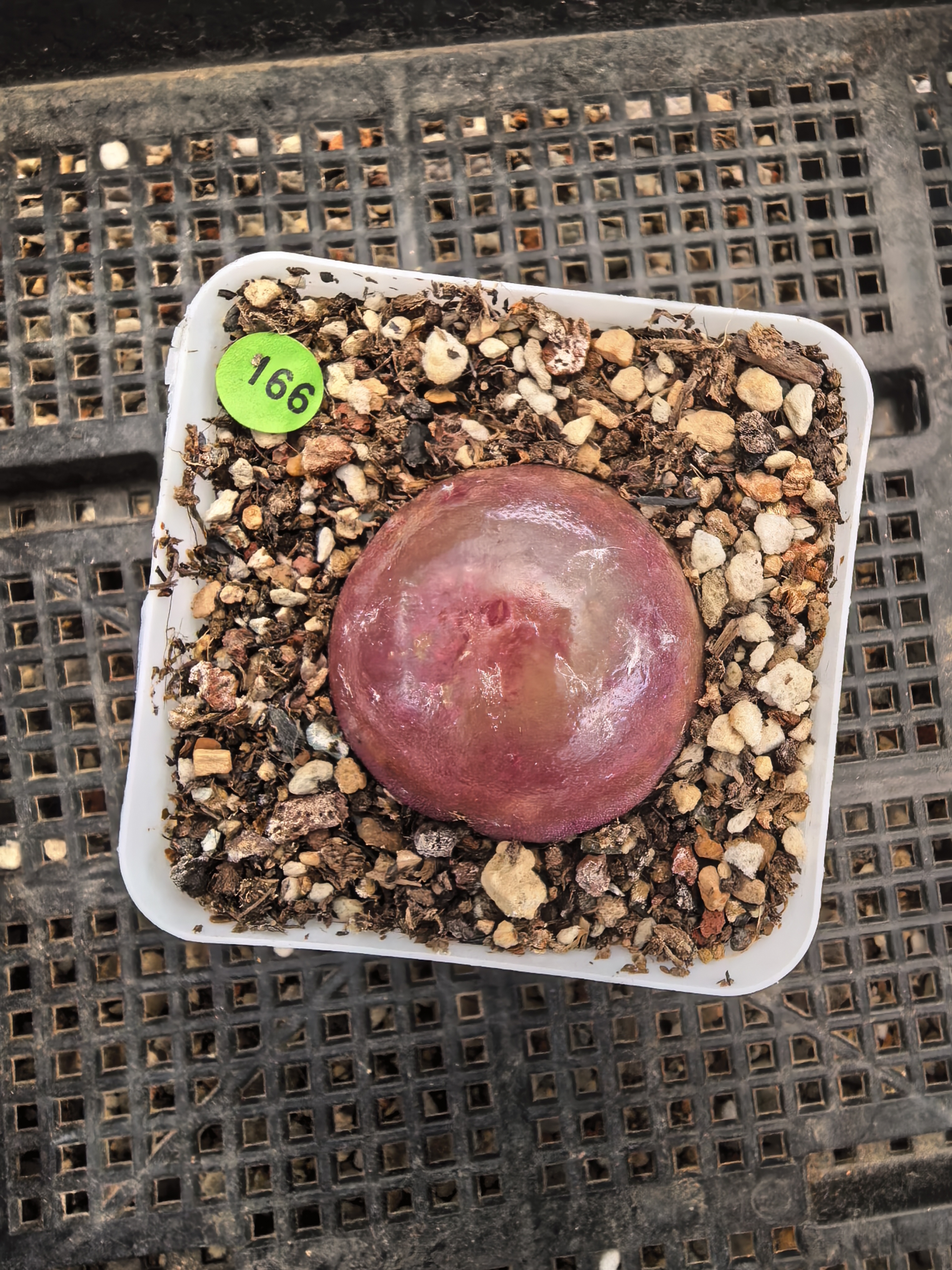 灯泡3.9CM（小瑕疵）多肉带盆166