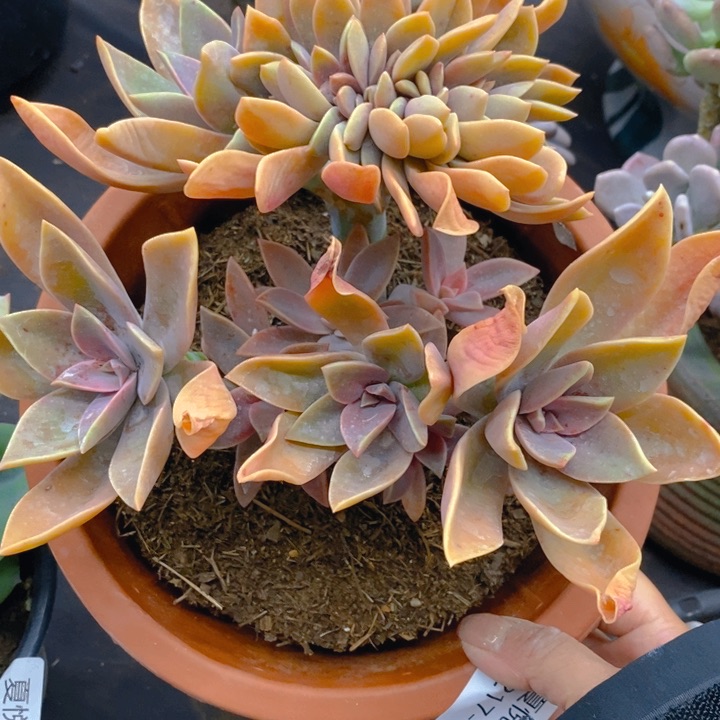 夏悦多肉 0217-122太妃糖缀