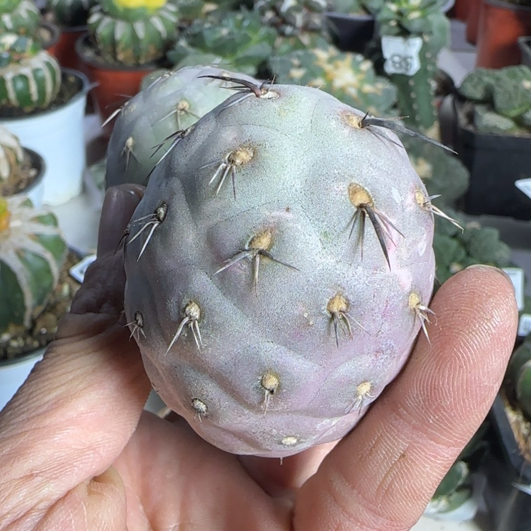 【闪购商品】5个圆球黑碳刺666