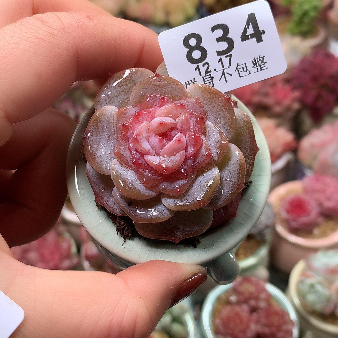 精控拇指盆12.17834