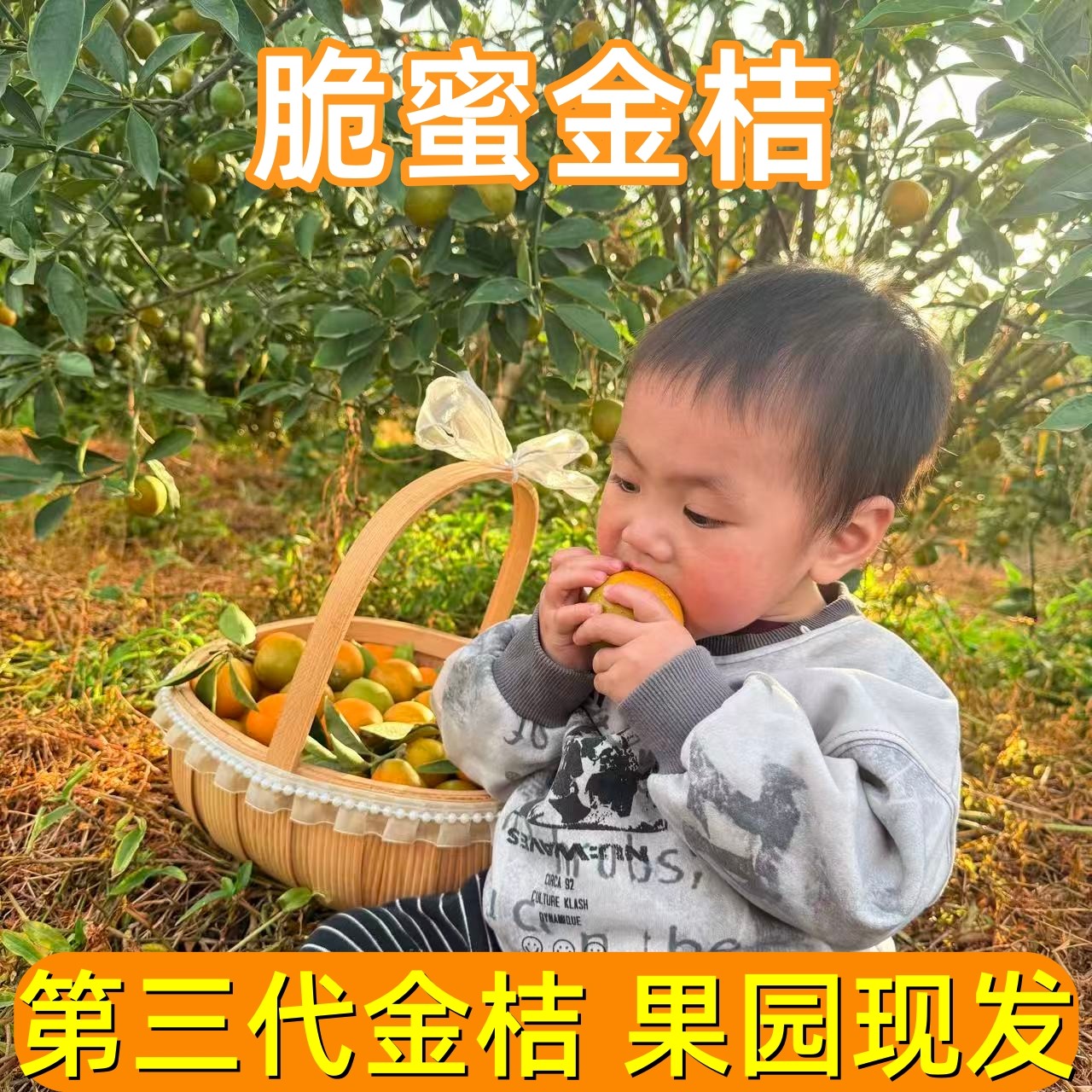 【新鲜采摘】广西脆蜜金桔 纯甜无酸应季水果爽脆化渣甜心一口爆汁