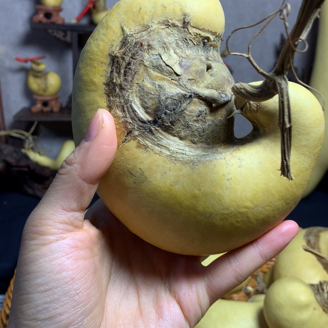 华***哥葫芦葫芦真的好可爱啊