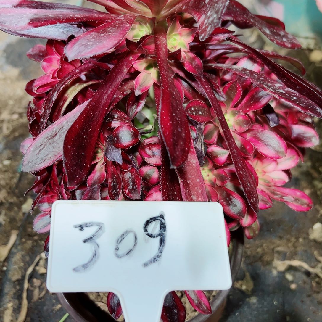 多肉植物香奈儿法师