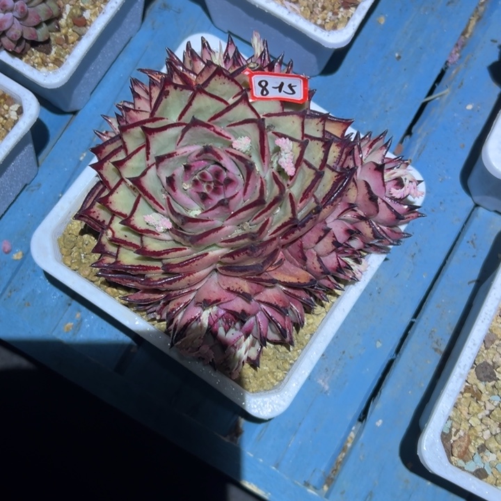 ?****?精品多肉植物老桩