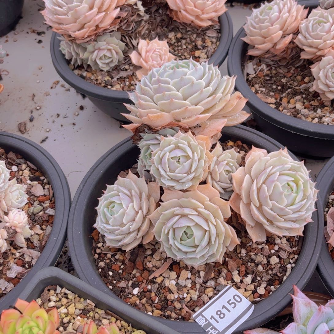 露娜连多肉植物18150