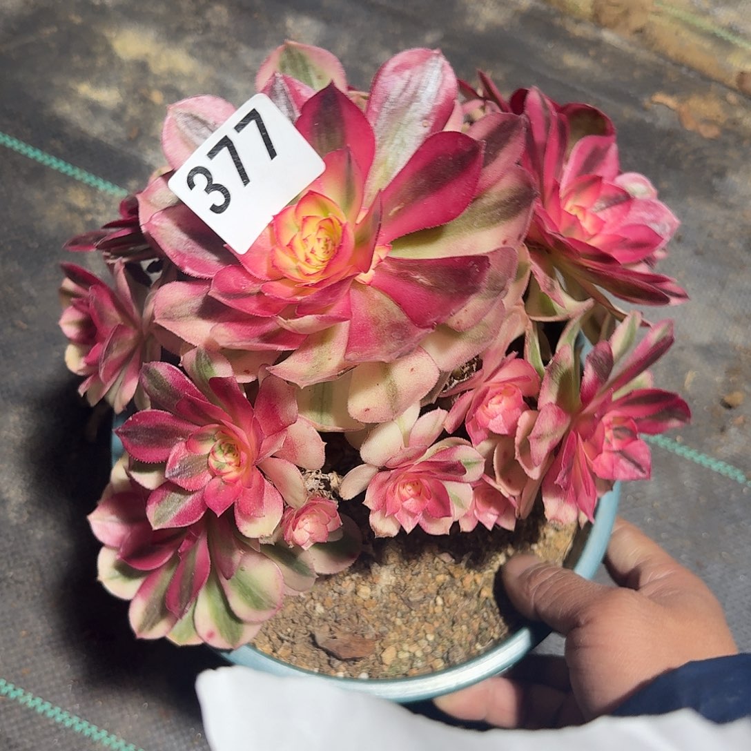 倾城多肉植物老庄377