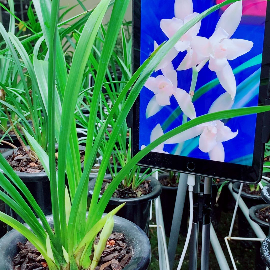 当前无花栽培后可以开花