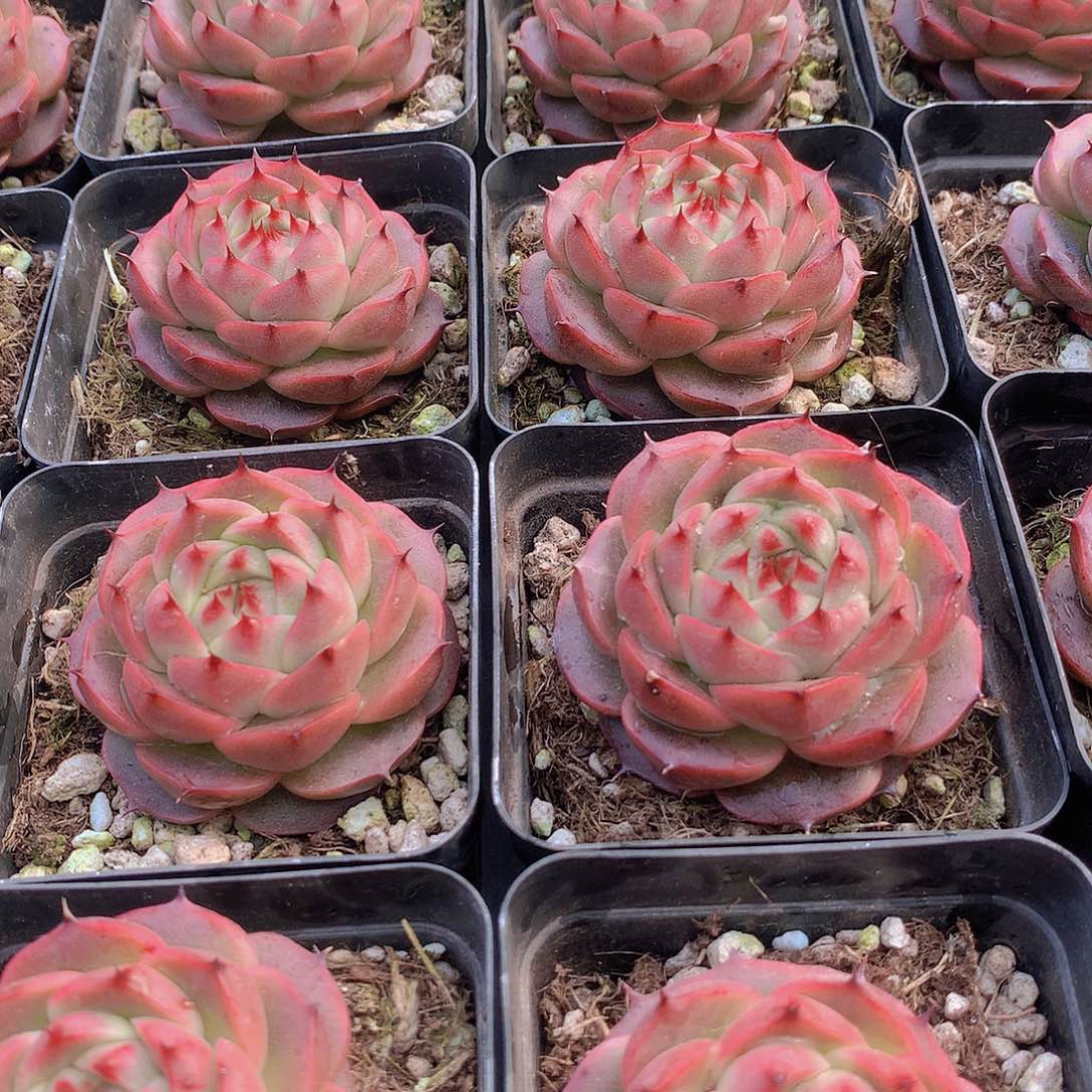 火麒麟24567899000