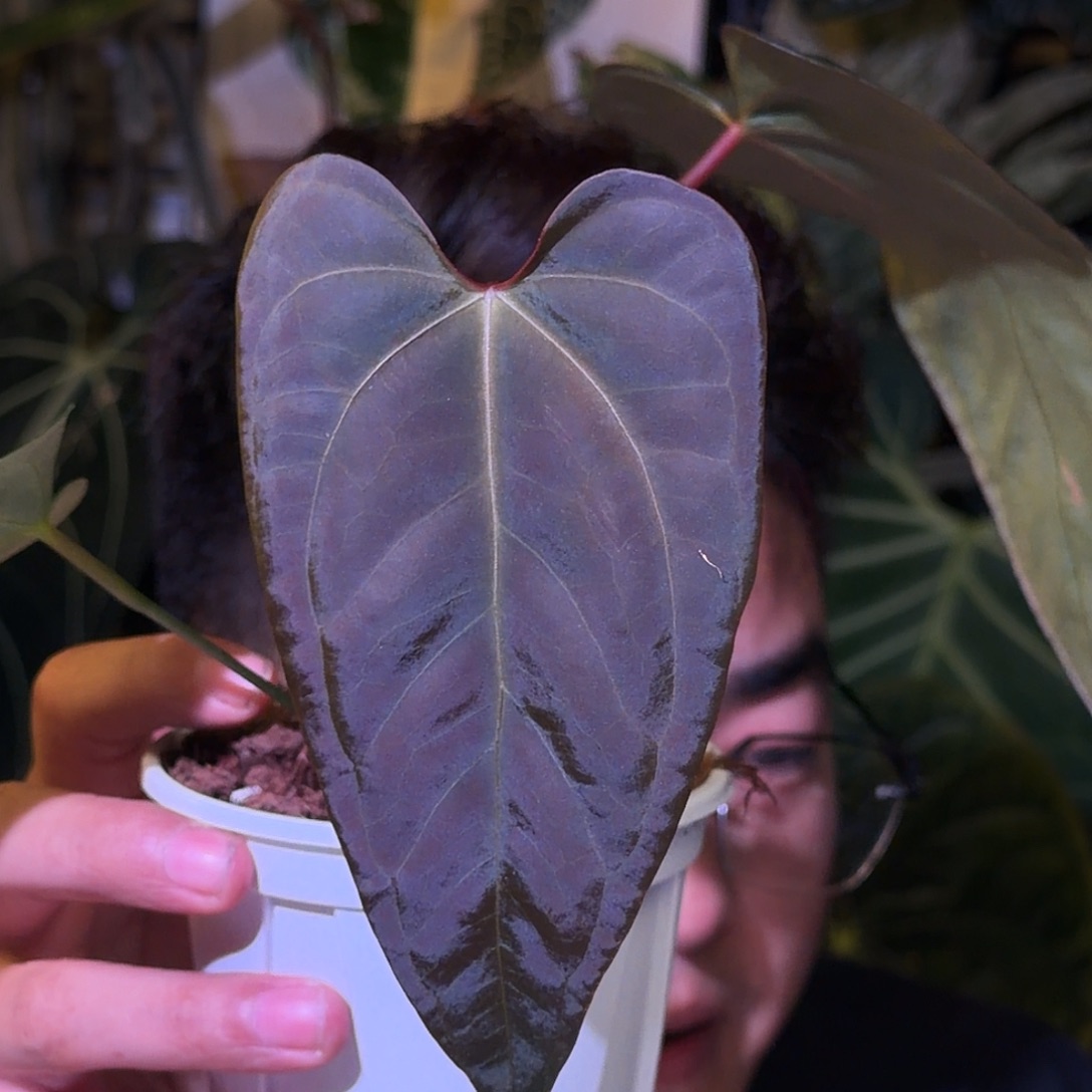 完全开放N112西尼亚杂咖啡papi