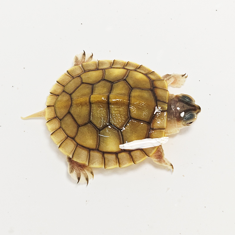 宠粉福利，随机送巴西龟，按直播间说明发放