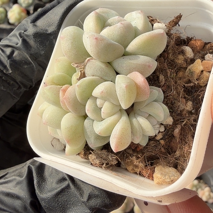 60 号到手1框一物一拍