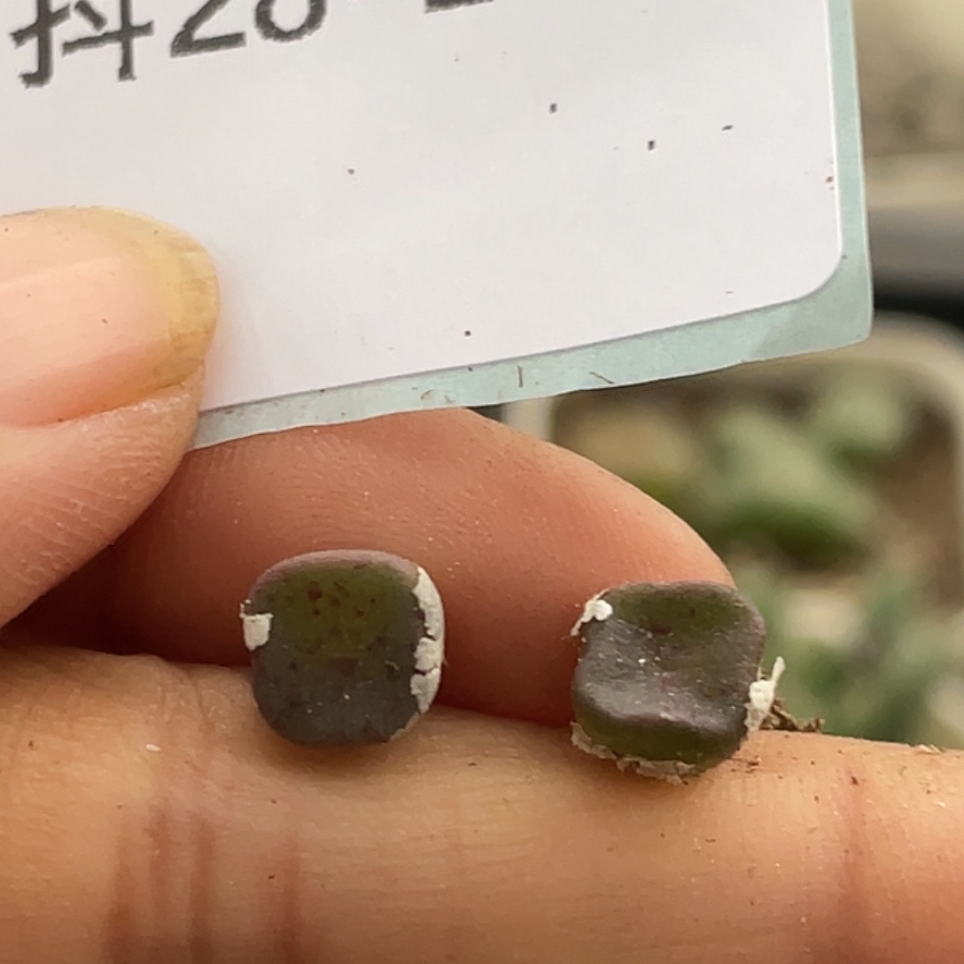 28-140方碗多肉植物