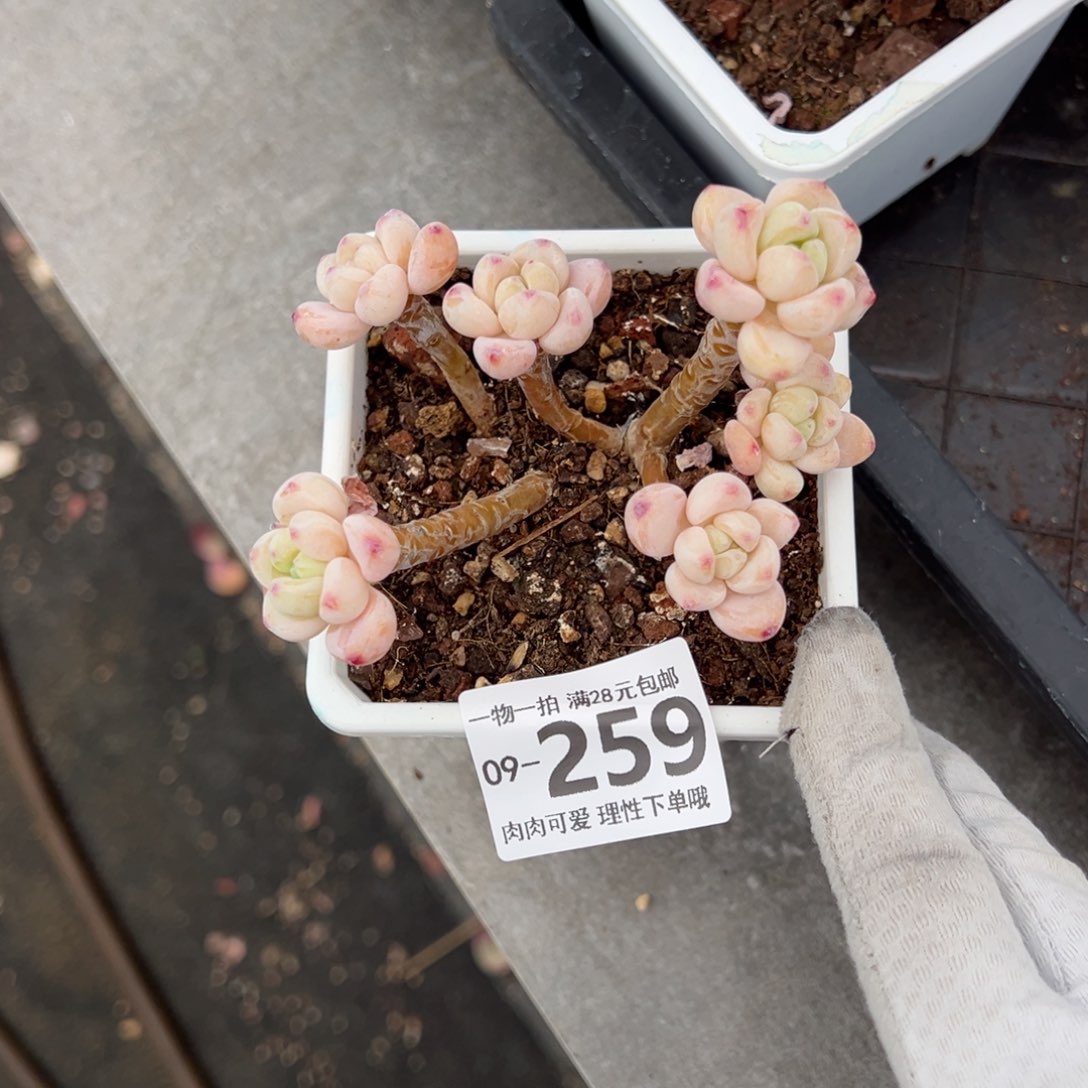 樱花罗绮多肉多肉多肉多肉