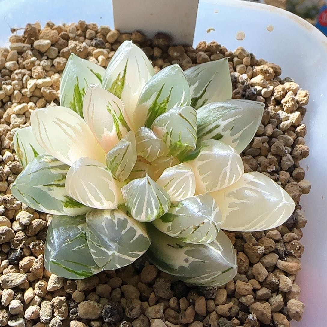 254号霓虹灯一物一拍带盆土