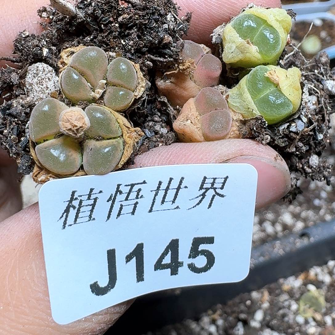 145家多肉植物哇fv