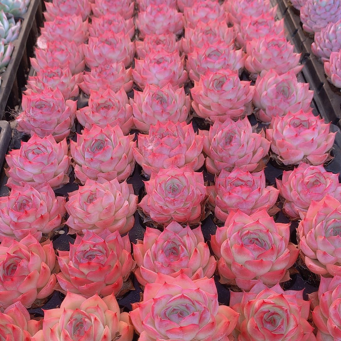 三颗侧影3456788999000000