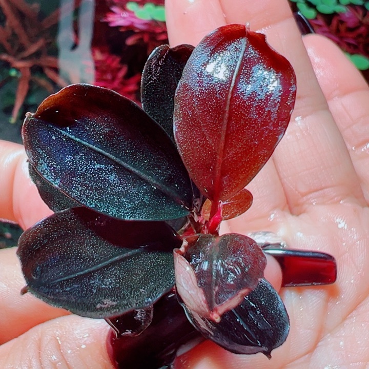 福利25号福利价植物一头