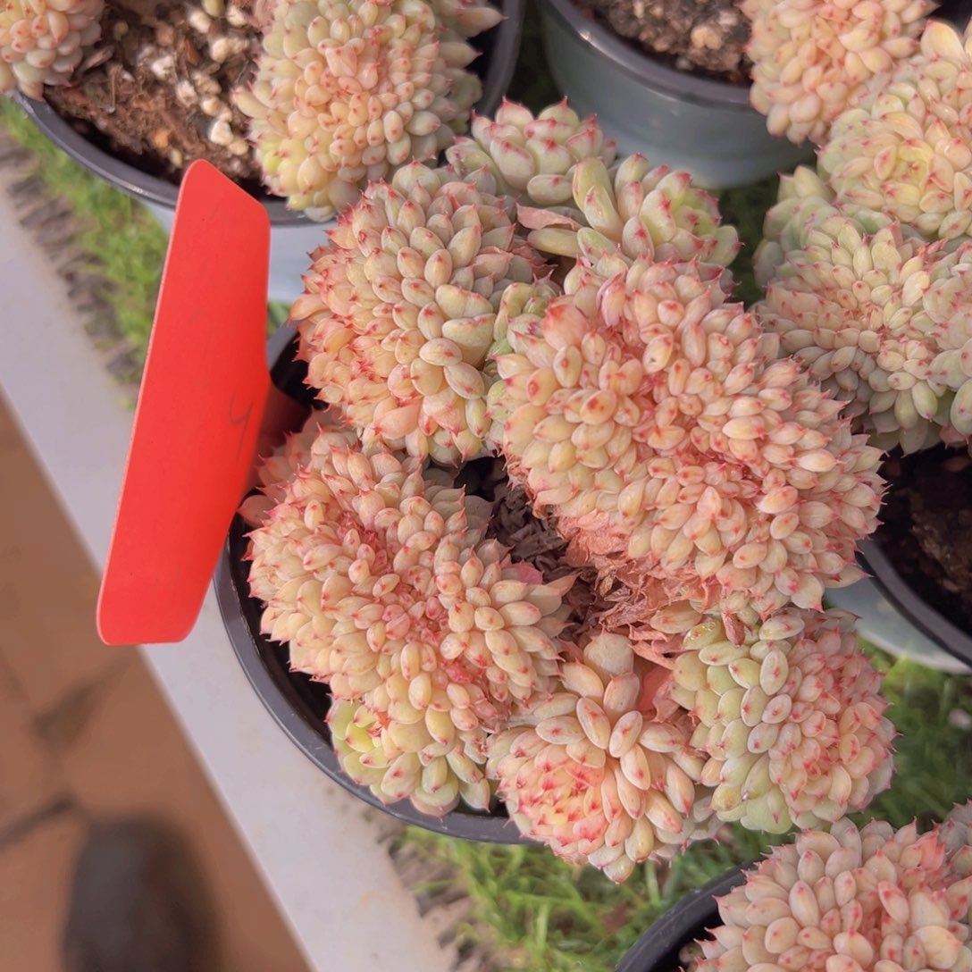 香玉的故事是一个人的