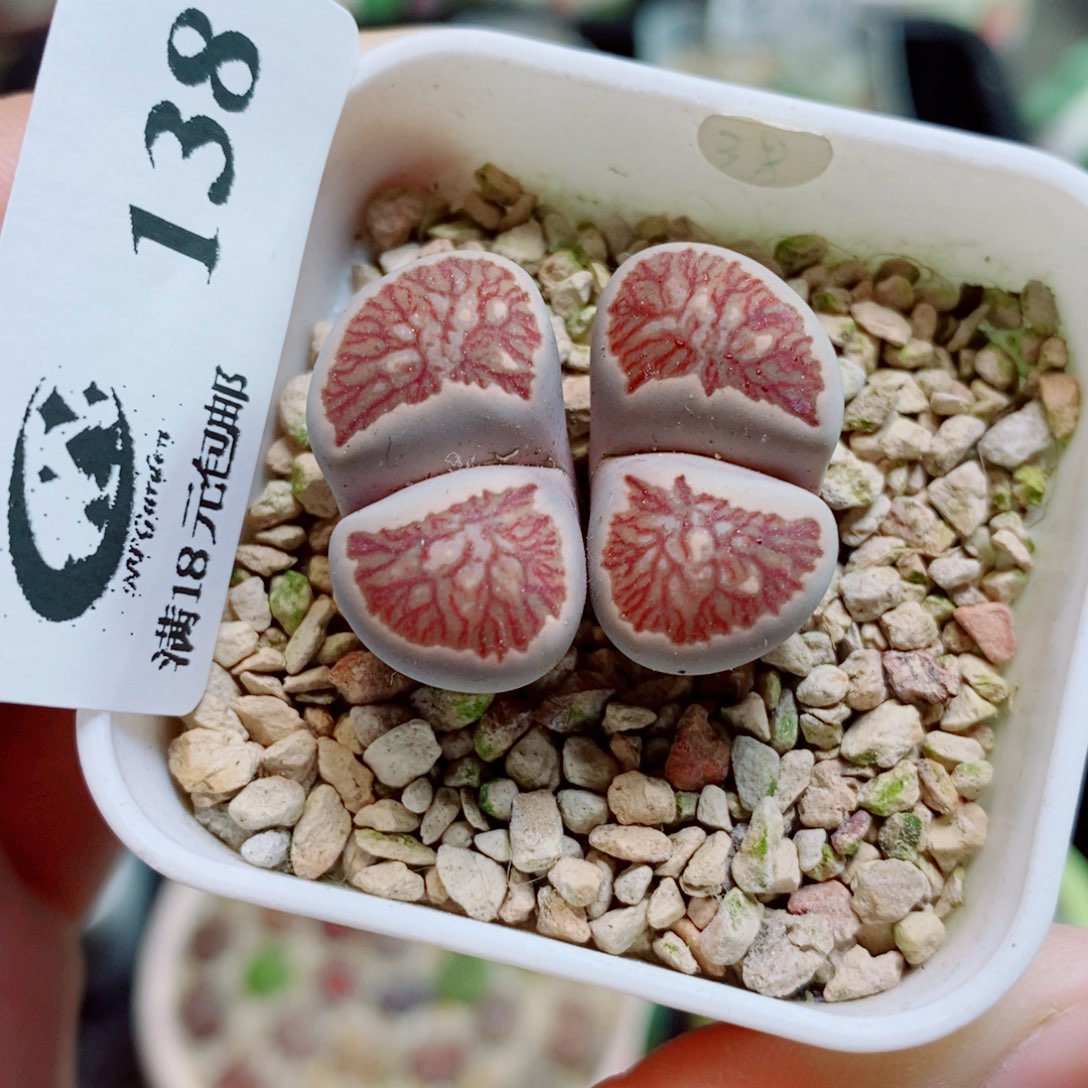 生石花花花花花花138