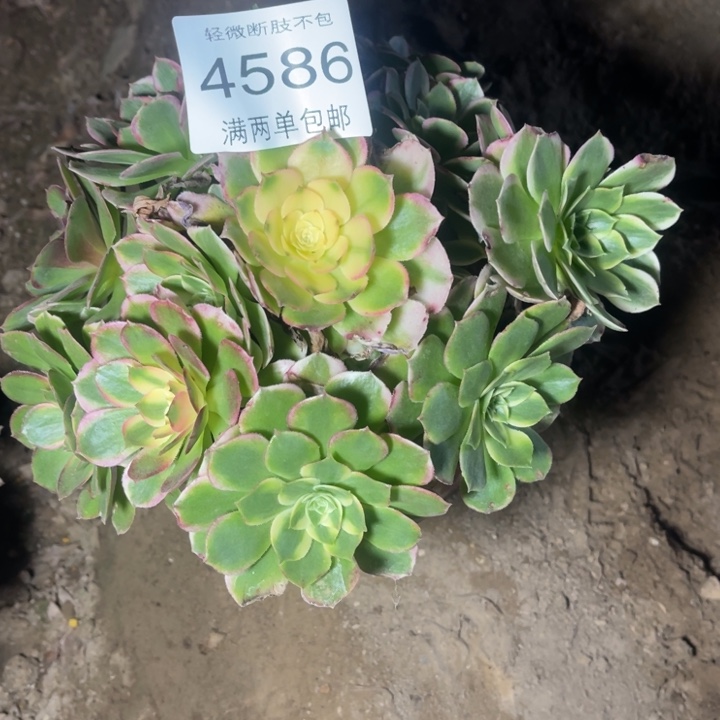 4586海王的多肉的多