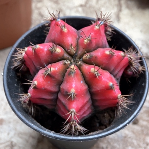 油画牡丹锦仙人球15米