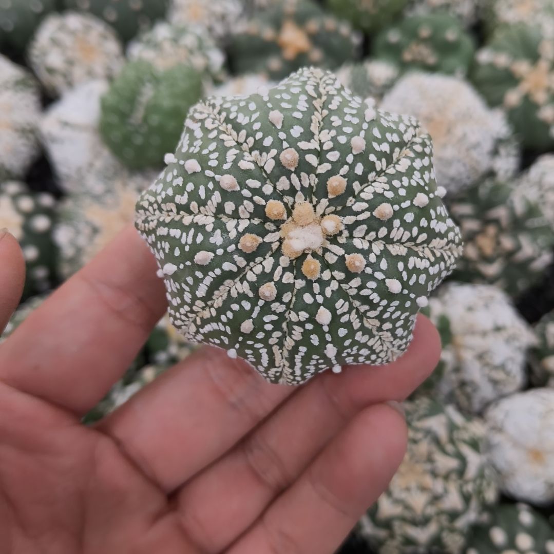 哈哈哈哈海星体连线兜兜