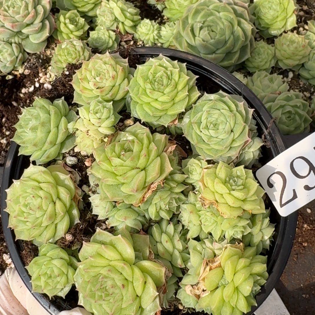 多肉植物多肉植物295