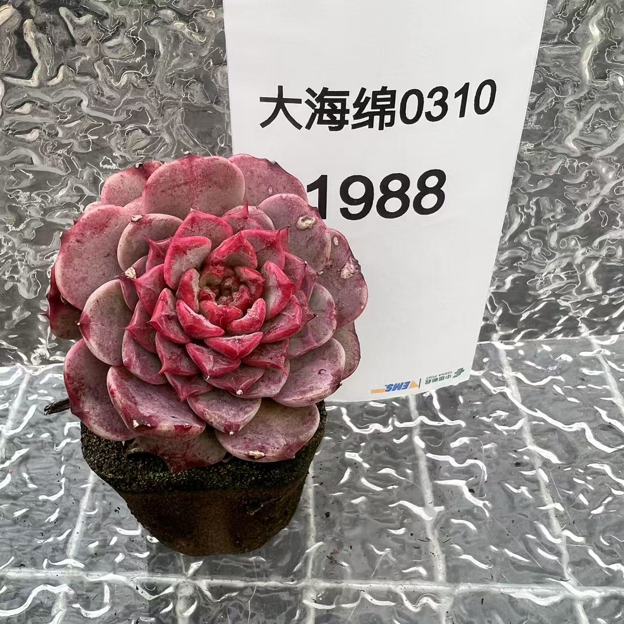 【直播专享】无土多肉--大桩80（1颗/不含盆）