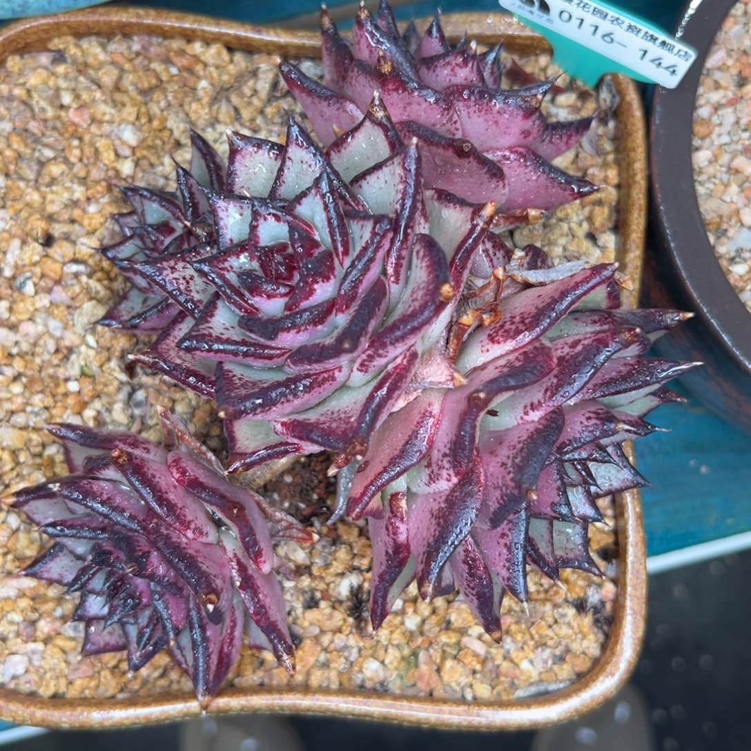 多肉一物一拍0116-144