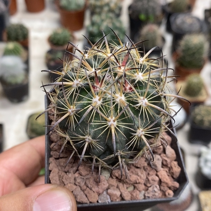 实生虎爪玉特价福利